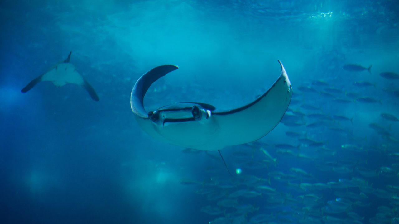 Diver drifting in blue water with a school of fish