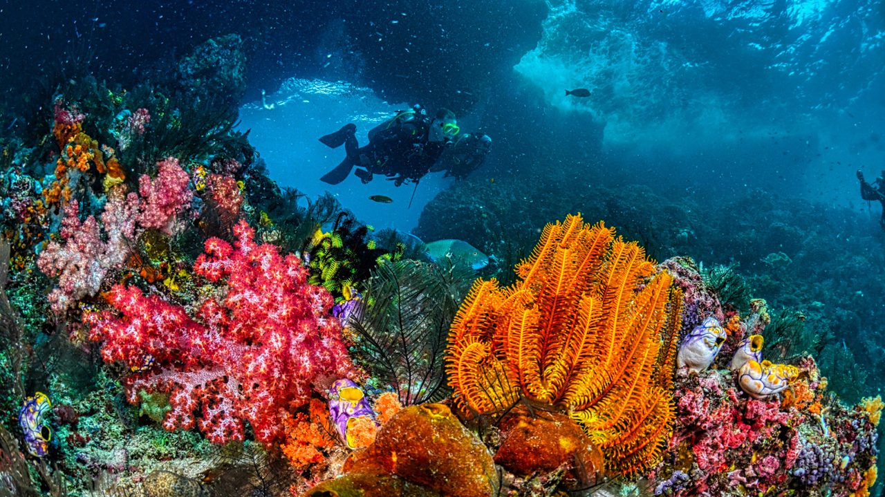 A colourful tropical coral reef teeming with fish