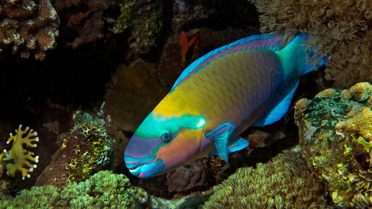 A school of colourful reef fish over a coral reef