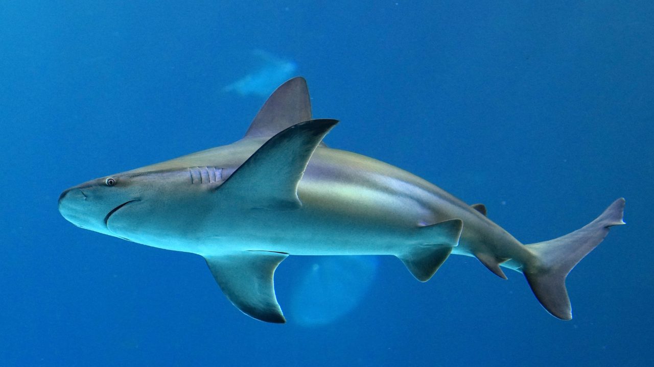A reef shark cruising in blue water