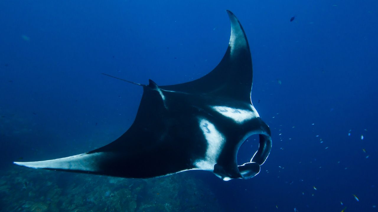A manta ray gliding over a cleaning station