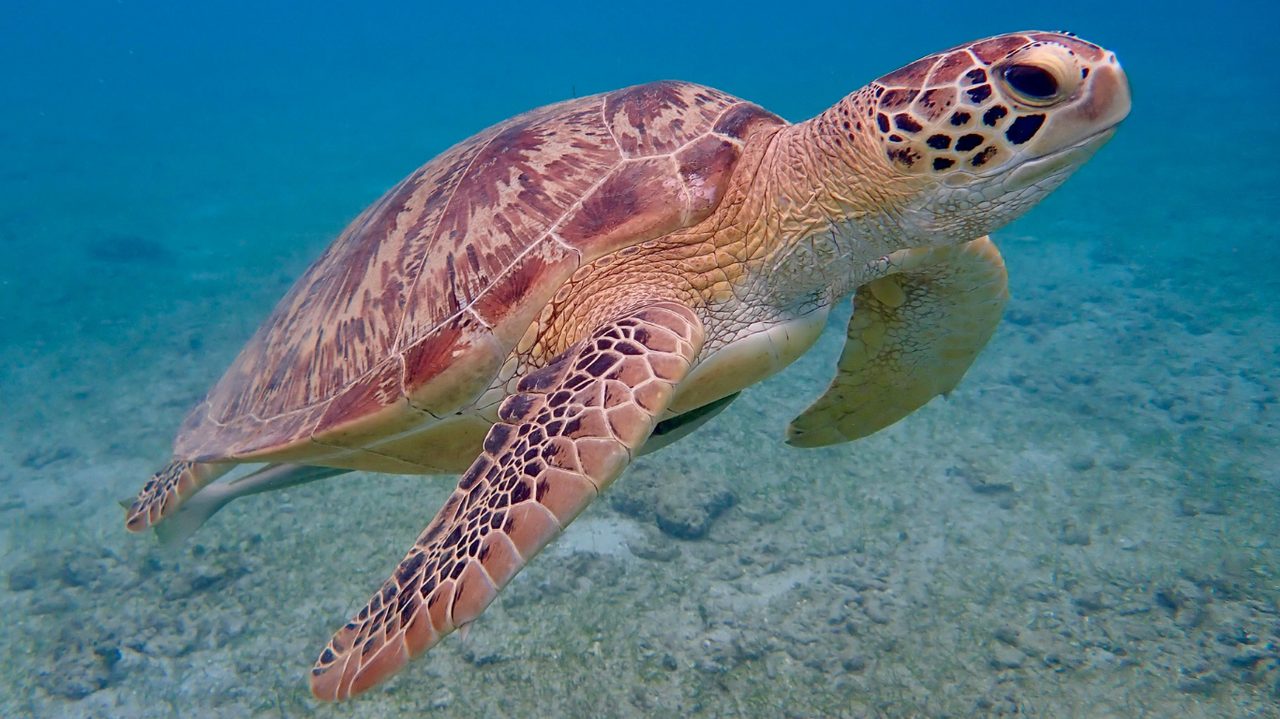 A green sea turtle swimming over a reef