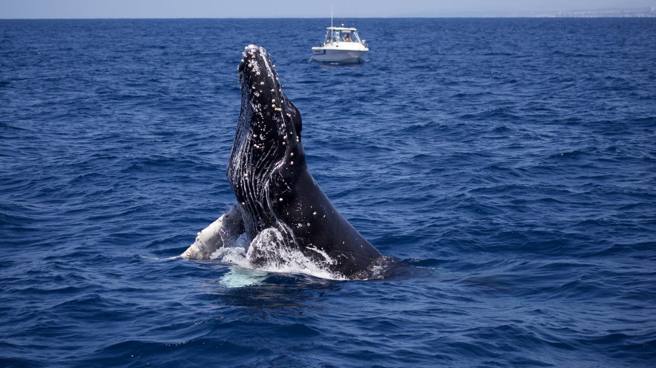 A humpback whale underwater