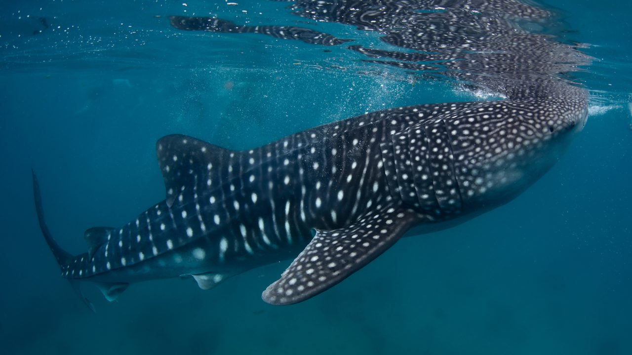 A whale shark swimming with a snorkeller