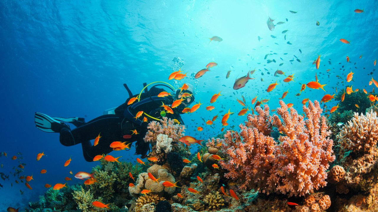 Underwater photographer with a camera near a colourful reef