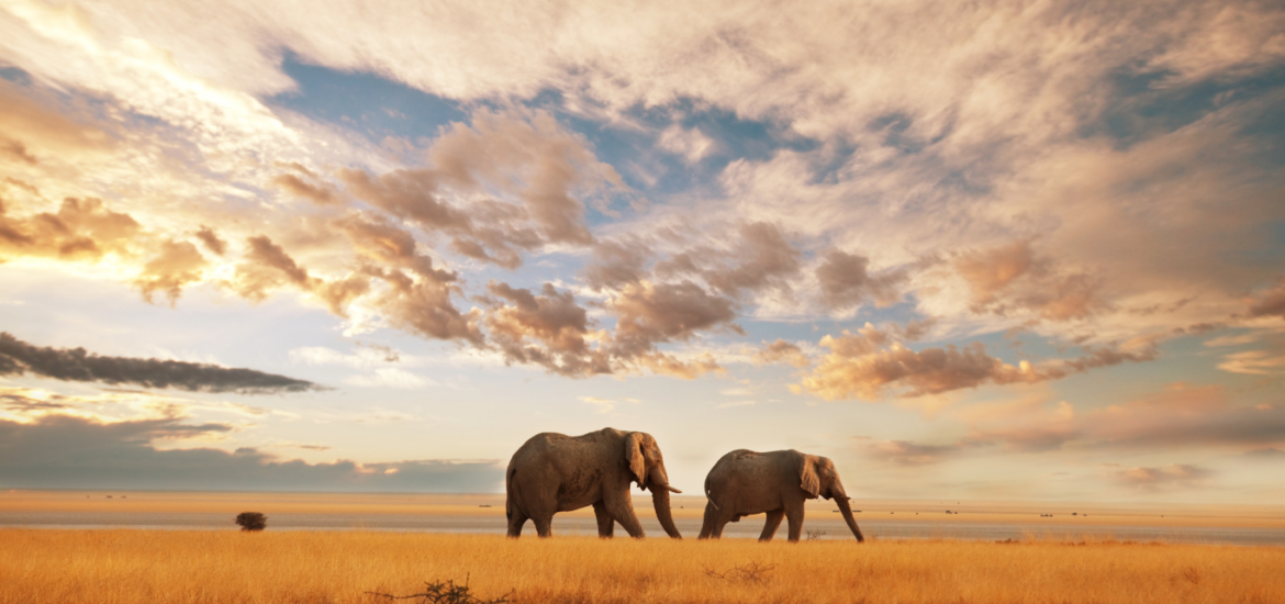 Kenya wildlife