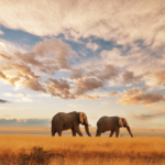 Kenya wildlife