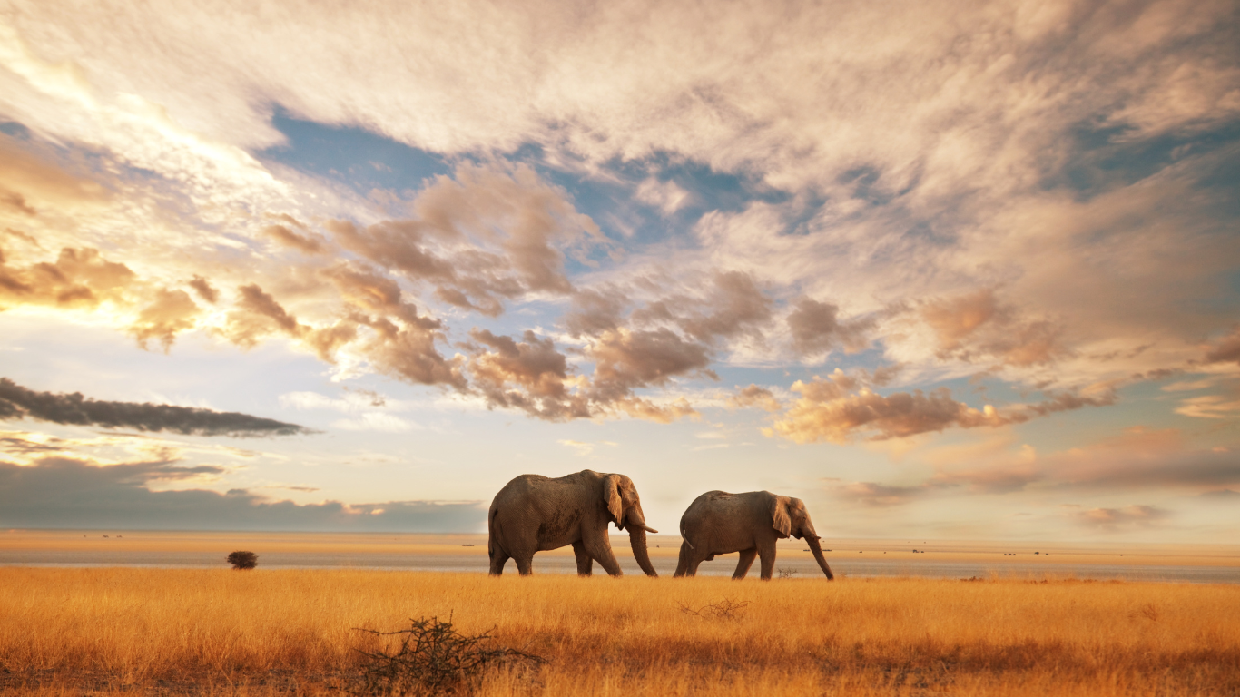 Kenya wildlife