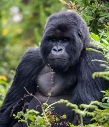 Rwanda mountain gorilla