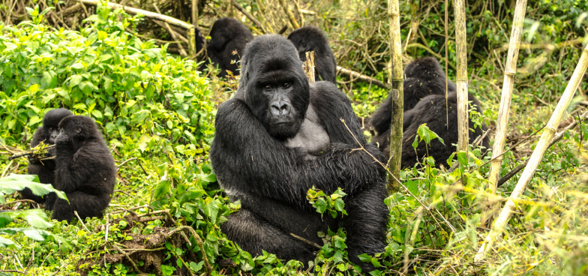 Rwanda mountain gorilla