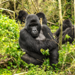 Rwanda mountain gorilla