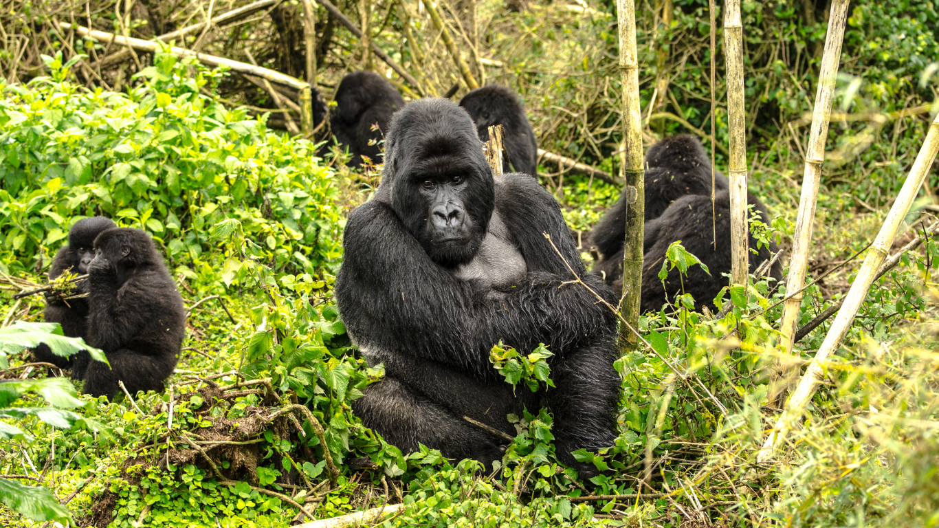 Rwanda mountain gorilla