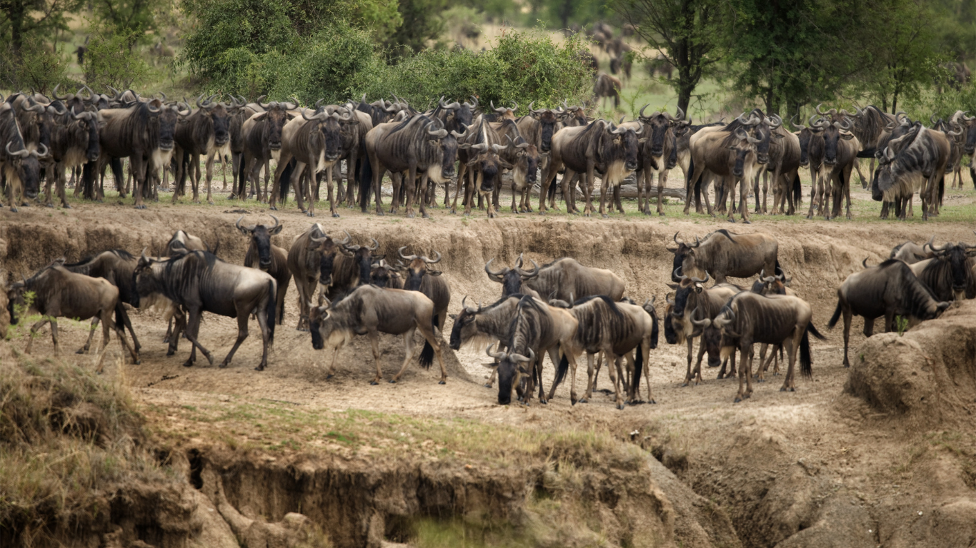 Tanzania great migration