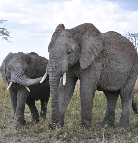 Tanzania elephants