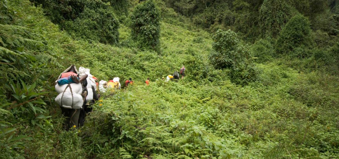 Trekking Uganda